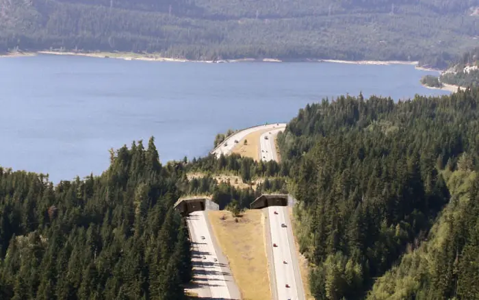 25 Puentes y cruces para animales 25 Puentes y cruces para animales