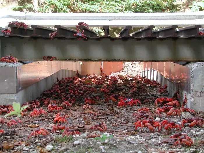 puentes para animales puentes para animales