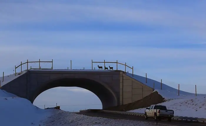 puentes para animales puentes para animales