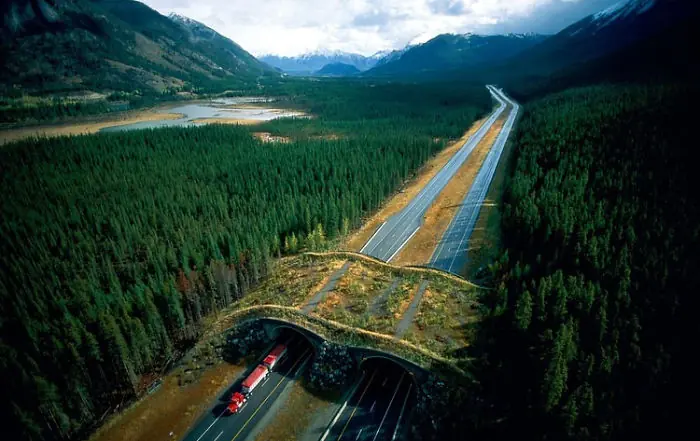puentes para animales puentes para animales