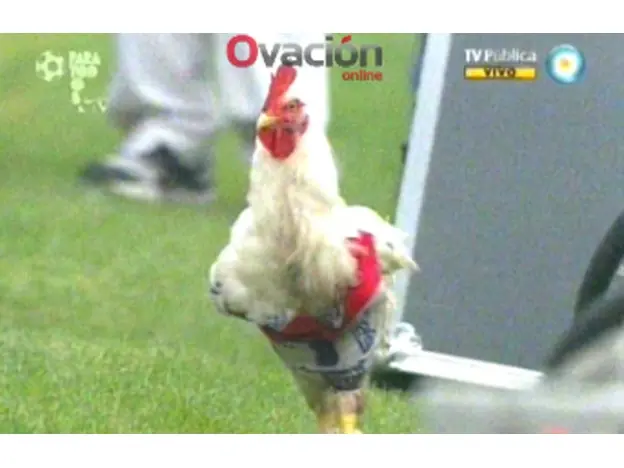 ¿Por que las gallinas dejan de poner huevos? Razones aca