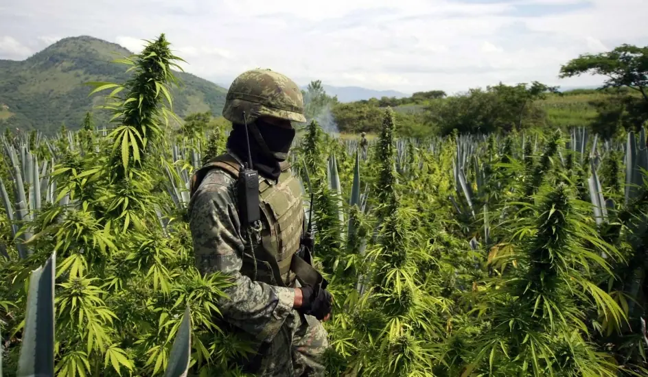 Historia: ¿Cómo se volvió ilegal la marihuana?