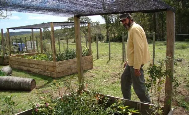 Prueban que en Uruguay se puede producir yerba mate