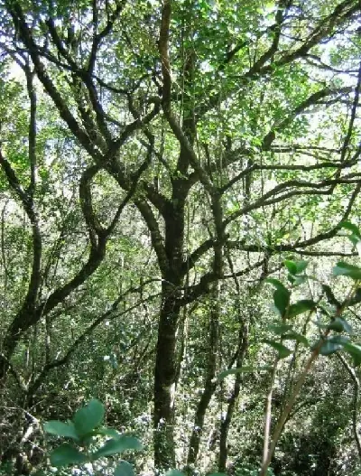 yerba mate