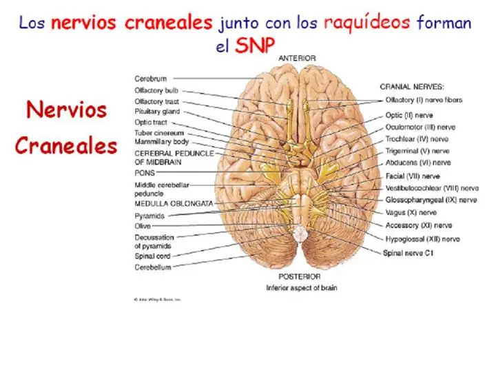 pares craneales