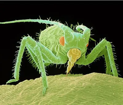 Insectos Microscopicos [Imágenes]