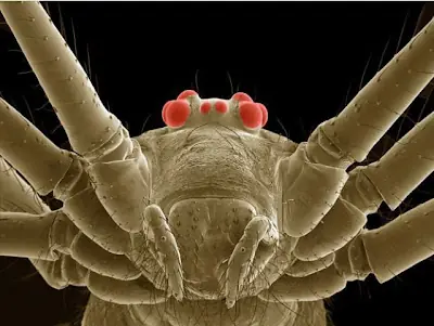insectos
