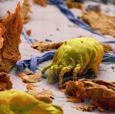 Insectos Microscopicos [Imágenes]