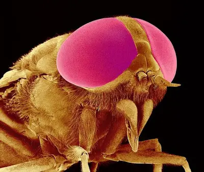 Insectos Microscopicos [Imágenes]