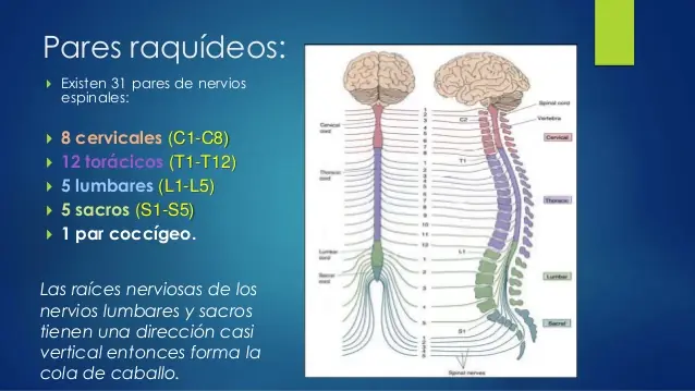 anatomia