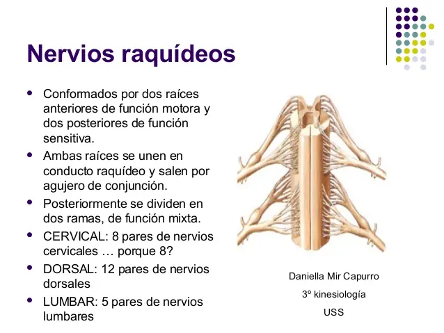 No conoces los pares craneales? pásate lince