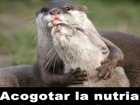 la numero uno de peru