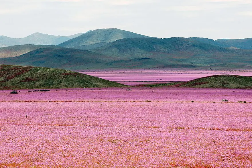 Las fuertes lluvias han hecho florecer el desierto