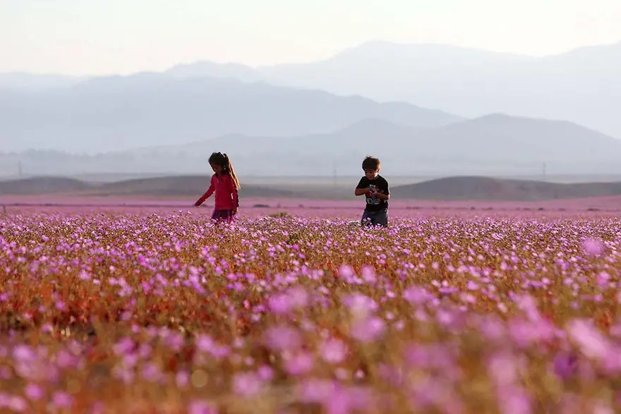 flores flores