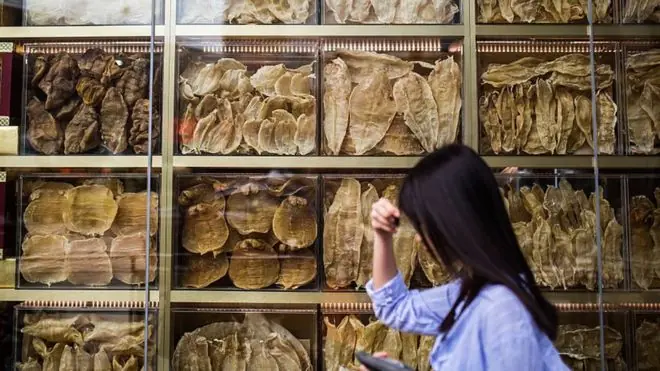 ¿Que es la totoaba?, el pez mexicano, cuyo valor sorprende