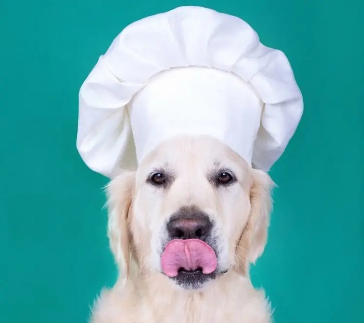 Recetas para el mejor amigo