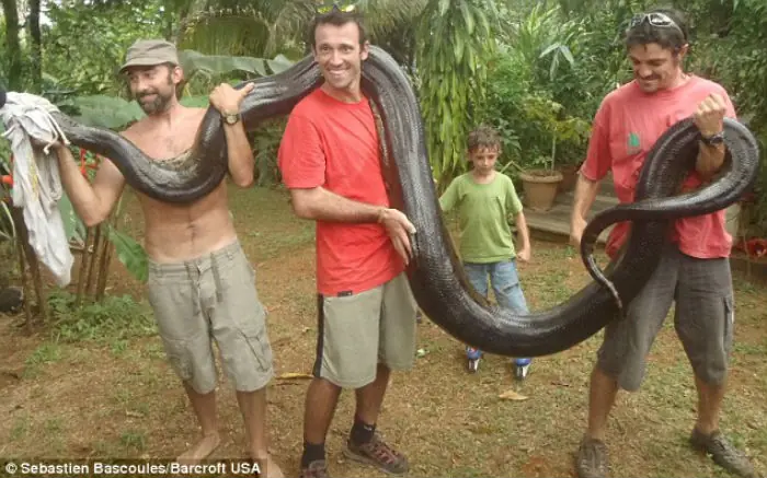 anaconda anaconda