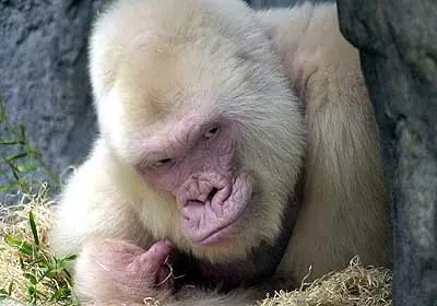 albino