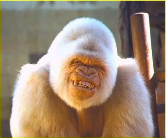 albino