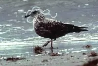 pinguinos pinguinos
