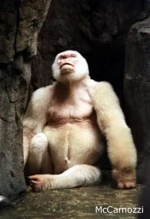 albino