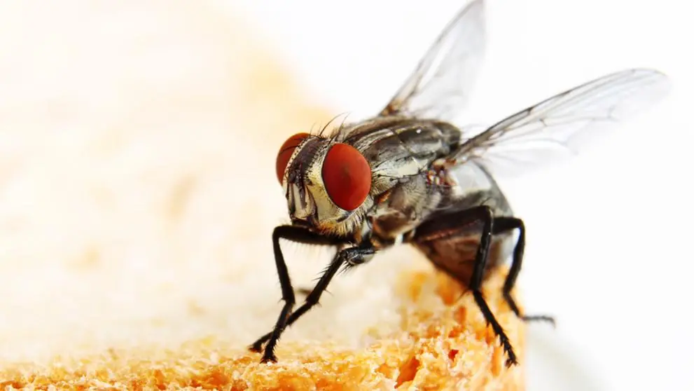 Esto pasa cuando una mosca se para en tu comida