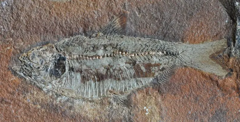 Buena noticia sobre la peor extinción masiva de la historia