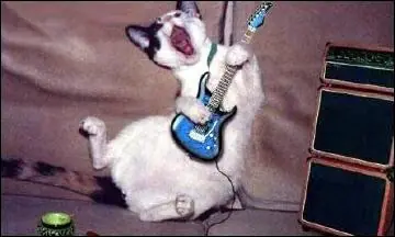 Curiosidades De Los Gatos[MegaPost]
