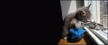 Curiosidades De Los Gatos[MegaPost]