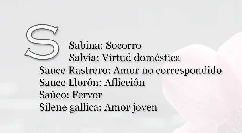flores flores