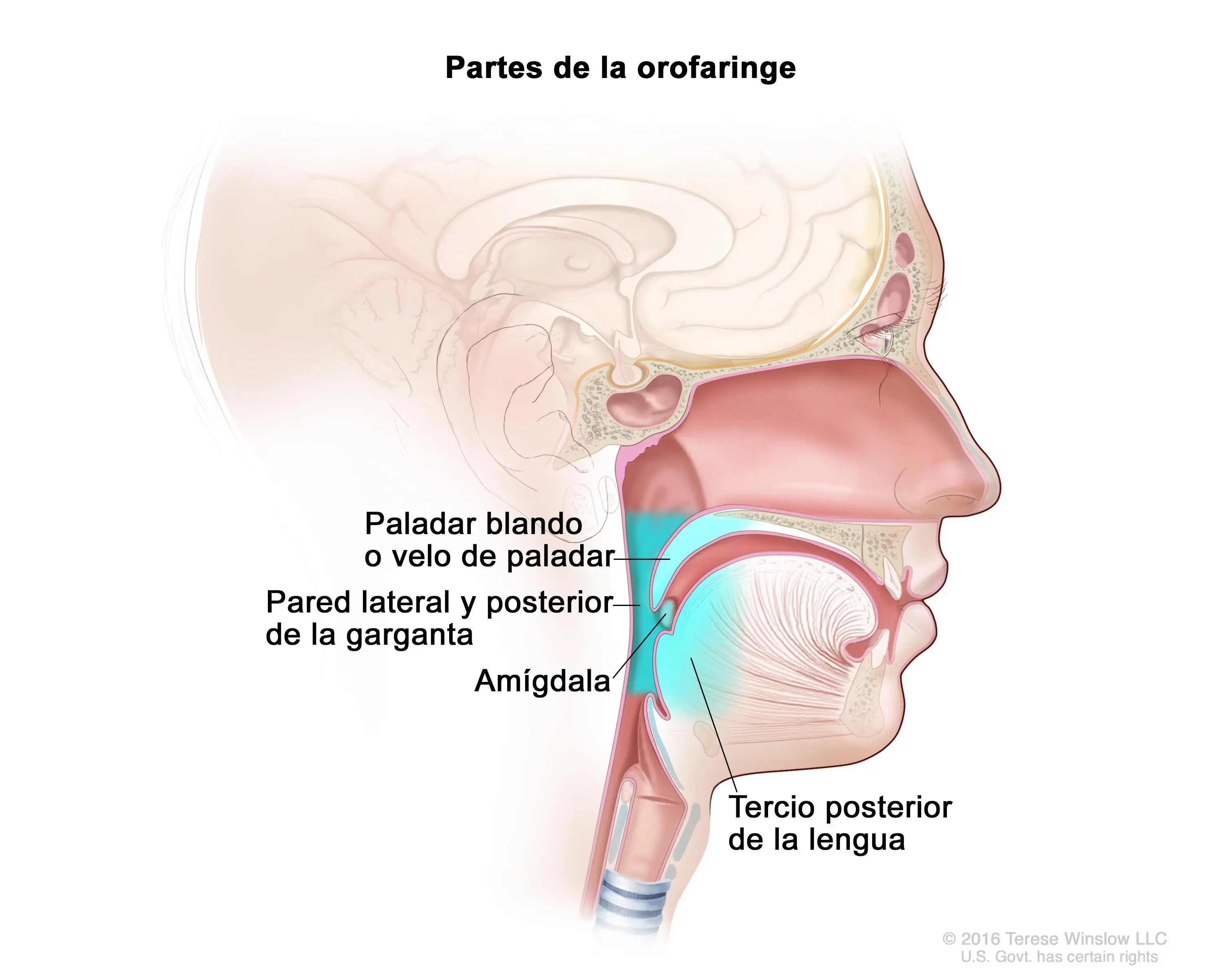 ¿Sabes lo que es la dentera? Descubre si la padeces aquí!