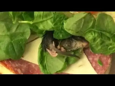 insectos