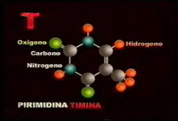 nucleotidos