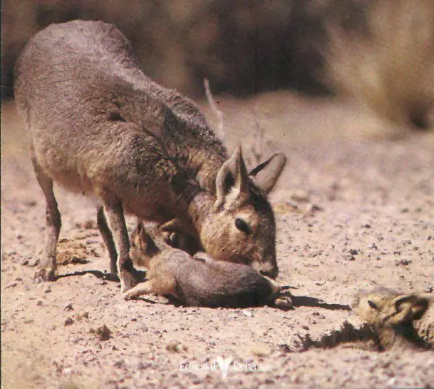 Fauna de Mendoza (algunas fotos)