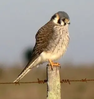 Fauna de Mendoza (algunas fotos)