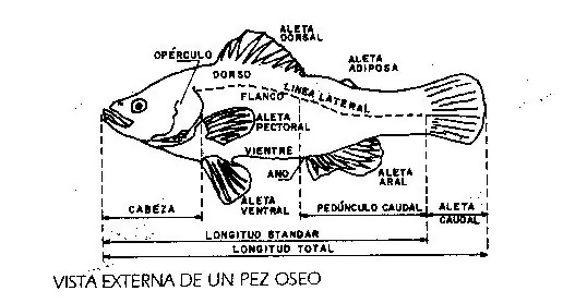 Fauna de Mendoza (algunas fotos)