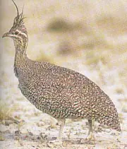 mendocina