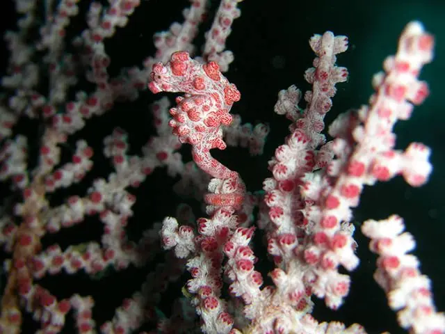 cripsis