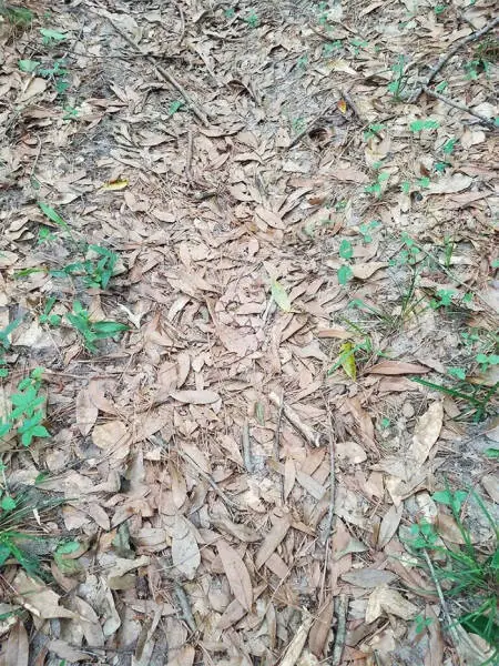 naturaleza