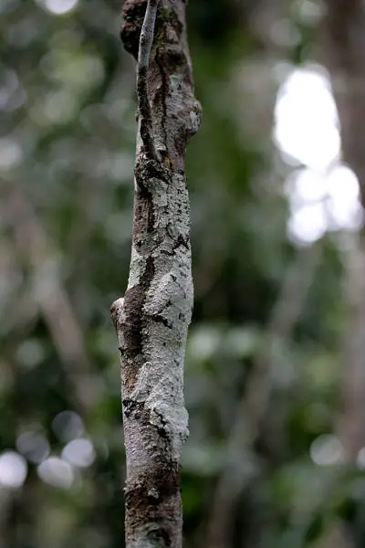 naturaleza