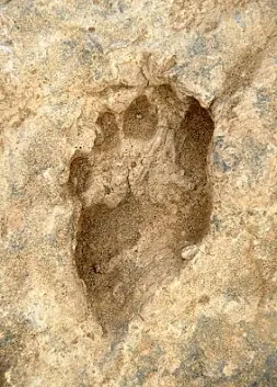 Hallazgos Insólitos que Contradicen la Historia Humana