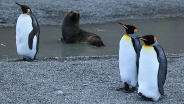 Focas Violan Pingüinos - Impresionante!