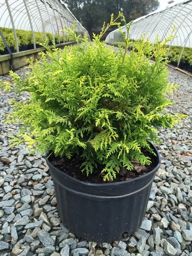 10 plantas para tener un microclima perfecto en el hogar