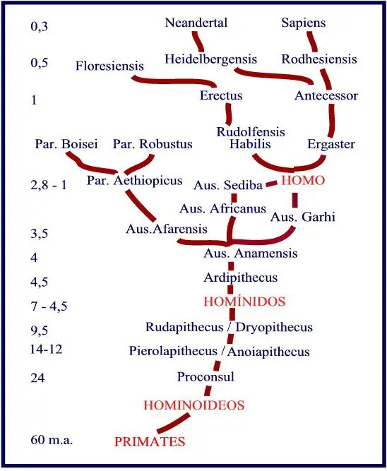 Historia de la evolucion humana