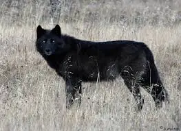 hombre lobo