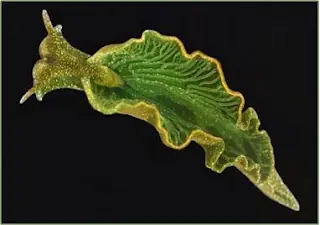 salamandra