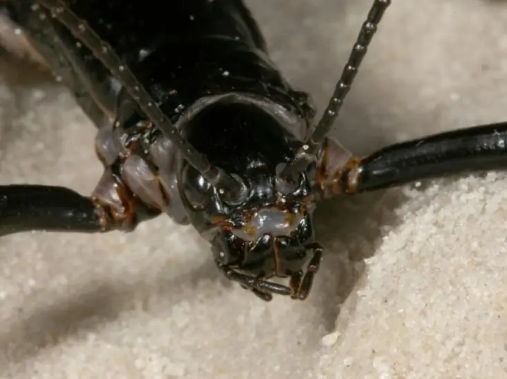 La isla que esconde al insecto más extraño del mundo.