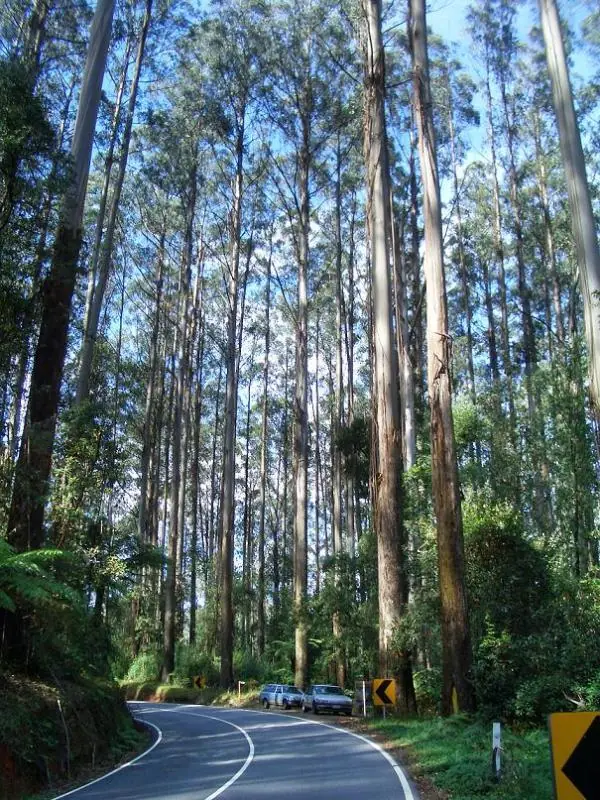 Arbol