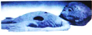 Momia de Extraterrestre en Keops ¿Zeta Reticulli? Misterios