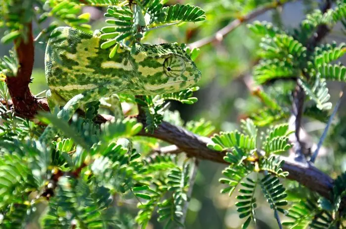 Increíbles ejemplos de camuflaje animal que te harán mirar